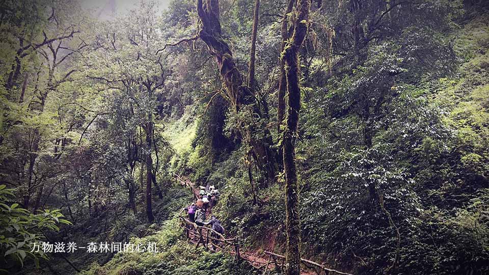 紀(jì)錄片萬物滋養(yǎng): 進(jìn)山